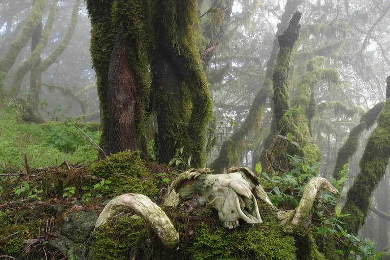 La Gomera — Landschaft